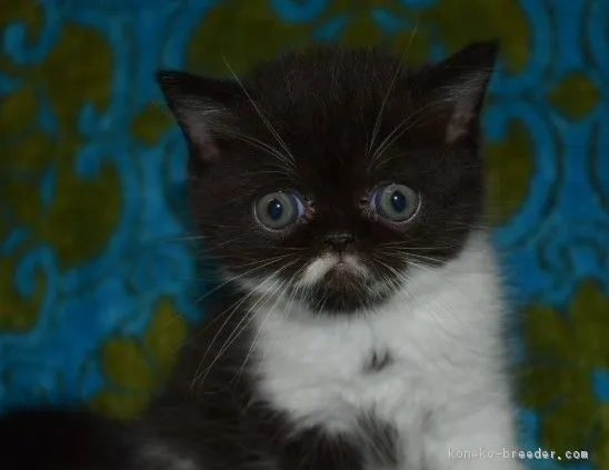 ID：1807-01422の子猫