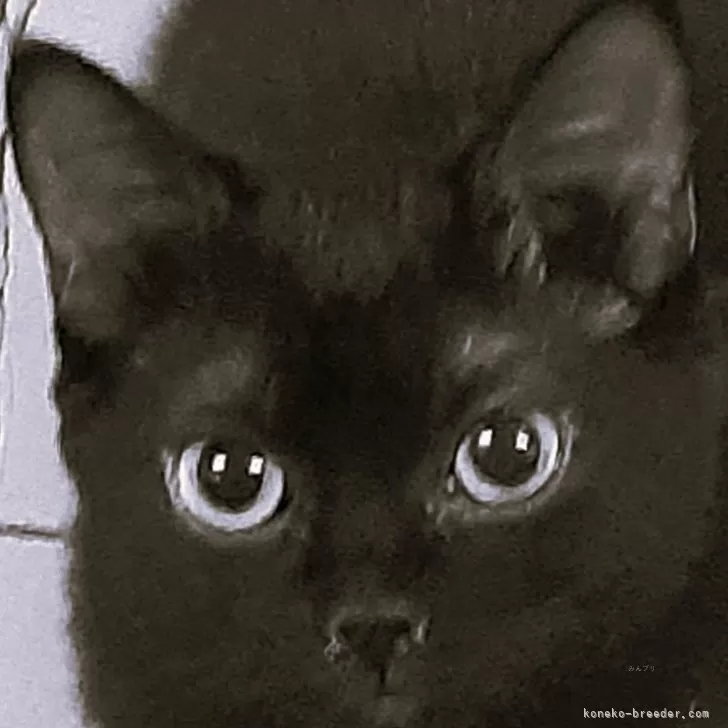 櫻 様のお迎えした子猫