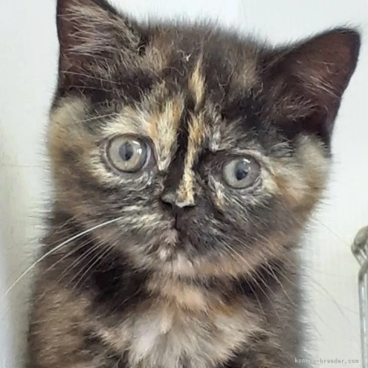ケイチャン 様のお迎えした子猫