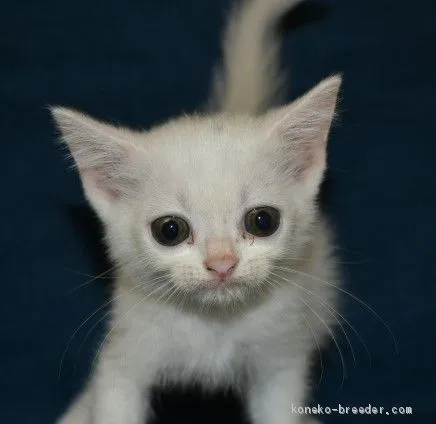 ID:2010-00149の子猫