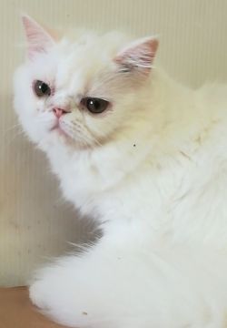 エキゾチックショートヘア【神奈川県・女の子・2019年4月1日・ホワイト】の写真「エキゾチックらしいお鼻の短いフワフワの可愛い子です」