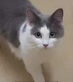 メインクーン【神奈川県・女の子・2021年4月10日・ブルー&ホワイト】の写真1