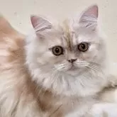 エキゾチックショートヘア
