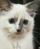 ラグドール【神奈川県・女の子・2021年1月15日・ブルートーティポイント】の写真1