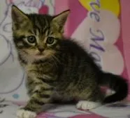 スコティッシュフォールド(立ち耳)【神奈川県・男の子・2020年4月20日・ブラウンタビー&ホワイト】の写真1