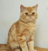 エキゾチックショートヘア【神奈川県・男の子・2020年8月6日・レッドタビー】の写真2