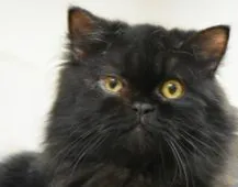 エキゾチックショートヘア【神奈川県・男の子・2021年1月20日・ブラック】の写真2