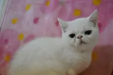エキゾチックショートヘア【神奈川県・男の子・2018年9月10日・ホワイト】の写真2