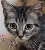 ラグドールとエキゾチック【神奈川県・女の子・2021年6月18日・ブラウンタビー】の写真2