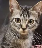 ラグドールとエキゾチック【神奈川県・女の子・2021年6月18日・ブラウンタビー】の写真3