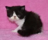 エキゾチックショートヘア【神奈川県・男の子・2023年9月2日・ブラック&ホワイト】の写真4