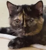 エキゾチックショートヘア【神奈川県・女の子・2023年2月20日・トーティシェル】の写真4