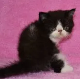 エキゾチックショートヘア【神奈川県・男の子・2023年9月2日・ブラック&ホワイト】の写真5