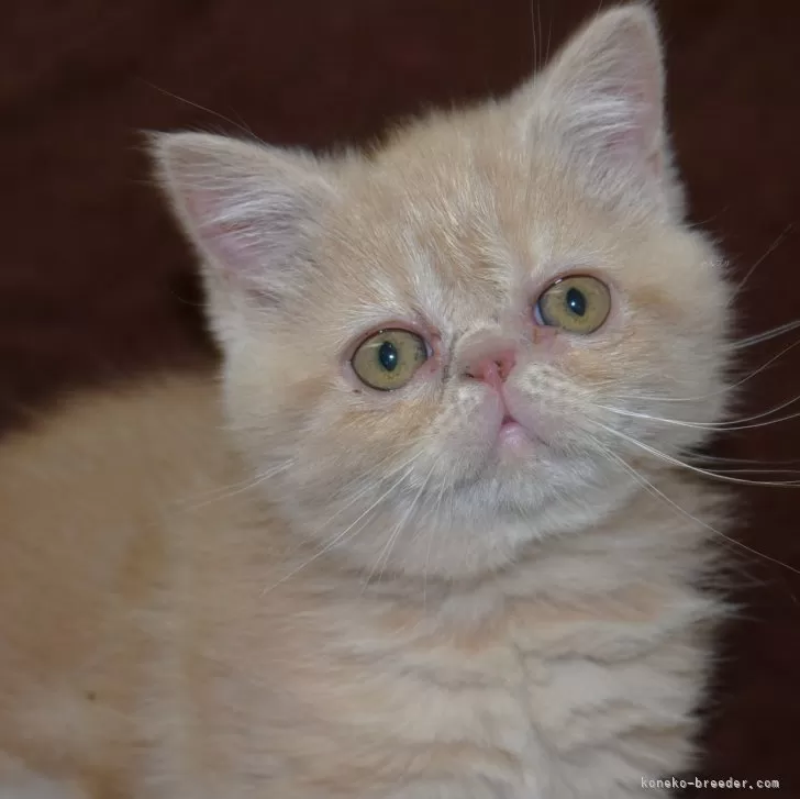 ID:2501-00189の子猫
