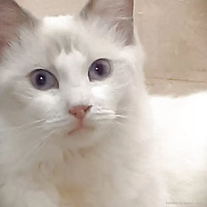 ラグドール【神奈川県・男の子・2025年2月2日・ブルーポイントバイカラー】の写真1