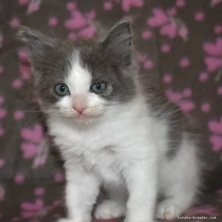 レオ 様のお迎えした子猫