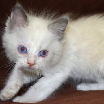 ラグドール【神奈川県・女の子・2025年10月8日・ブルーポイントバイカラー】の写真「丸い目のふっくらした可愛い子です。」