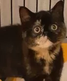 エキゾチックショートヘア【神奈川県・女の子・2024年12月20日・トーティシェル】の写真2