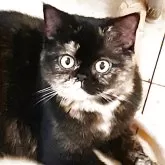 エキゾチックショートヘア【神奈川県・女の子・2024年12月20日・トーティシェル】の写真3