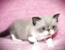 エキゾチックショートヘア【神奈川県・男の子・2025年10月24日・ブルー&ホワイトポイント】の写真4