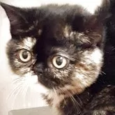 エキゾチックショートヘア【神奈川県・女の子・2024年12月20日・トーティシェル】の写真5