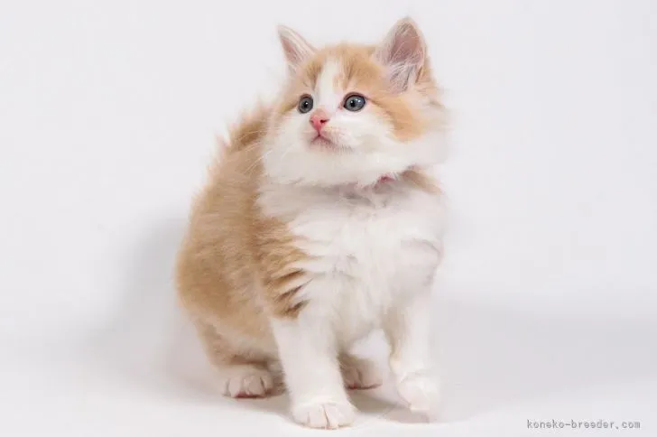 ID：2203-01251の子猫