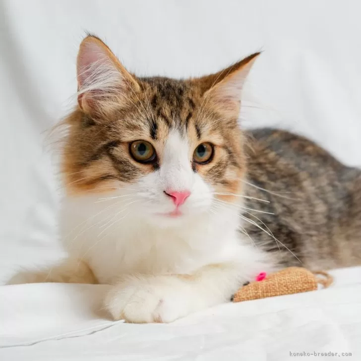 ID:2410-02718の子猫