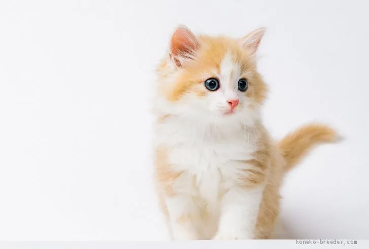ももえ 様のお迎えした子猫