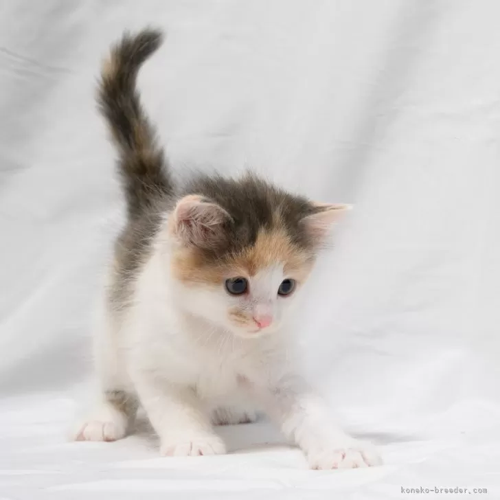 ID:2312-01814の子猫