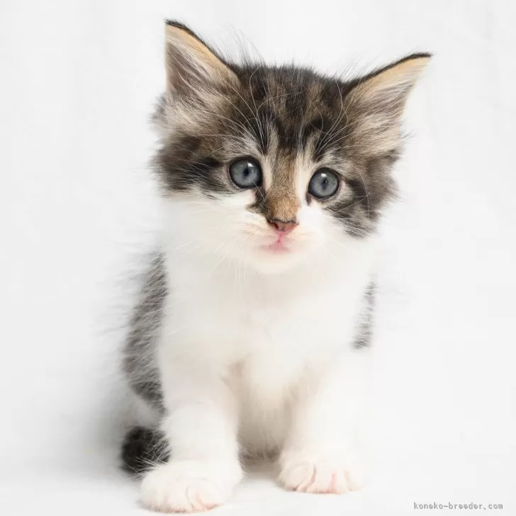 ID：2412-00203の子猫