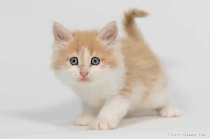 ID：2106-01756の子猫