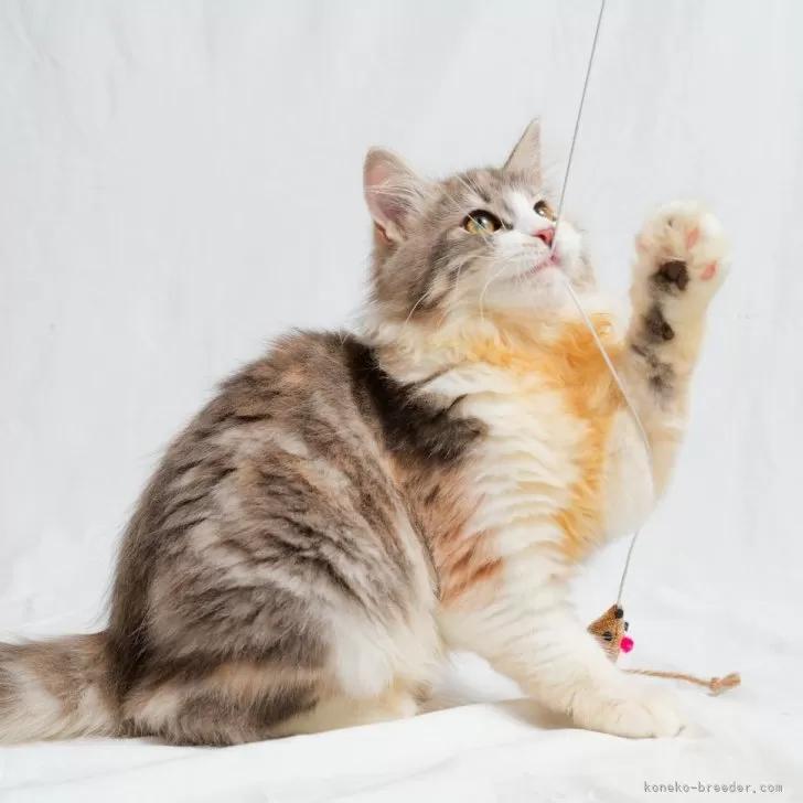 ID：2410-02719の子猫