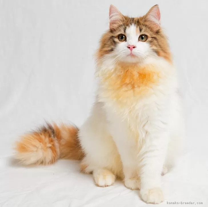 ID:2410-02818の子猫