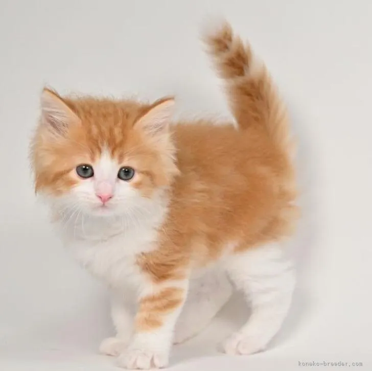 ID：2302-00936の子猫