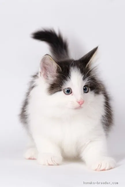 ツナ 様のお迎えした子猫