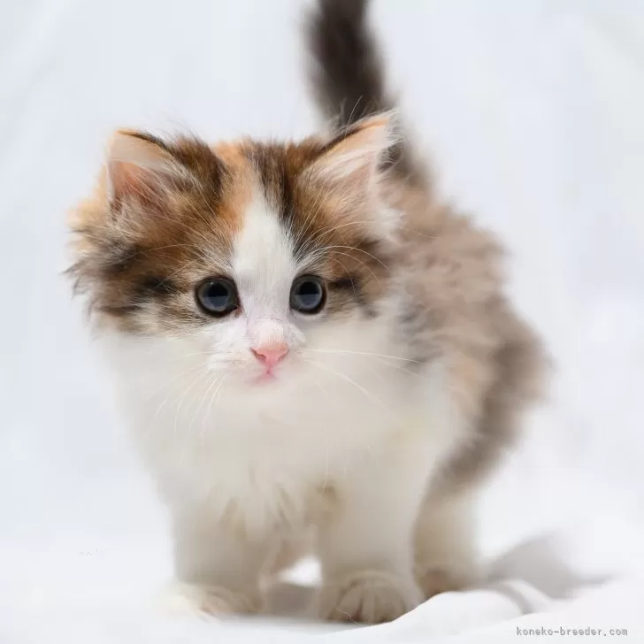 ID:2405-03439の子猫