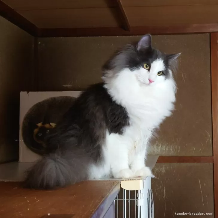 ナオ 様のお迎えした子猫