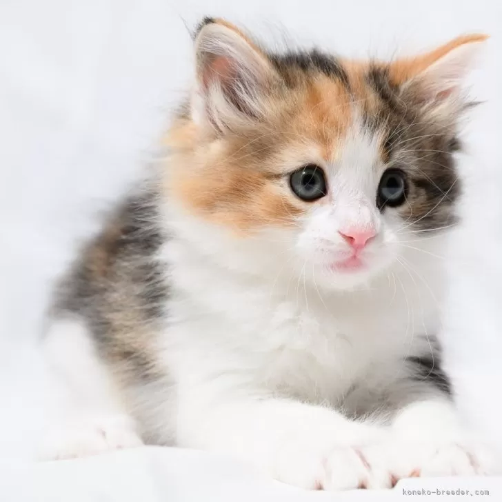 ID:2405-03544の子猫