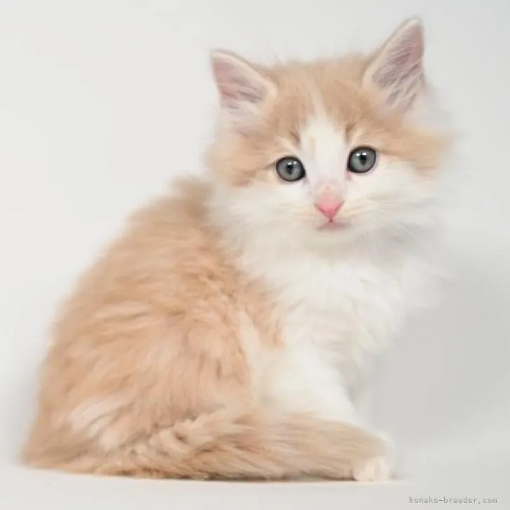 みつこ 様のお迎えした子猫