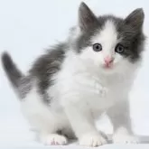 ノルウェージャンフォレストキャット【福岡県・男の子・2023年12月10日・ブルー&ホワイト】の写真1