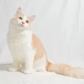 ノルウェージャンフォレストキャット