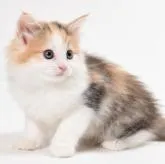 ノルウェージャンフォレストキャット【福岡県・女の子・2022年6月25日・ブルーマッカレルトービー&ホワイト】の写真1