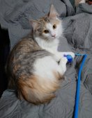 ノルウェージャンフォレストキャット【・女の子・2022年11月19日・ブルーシルバーマッカレルトービー&ホワイト】