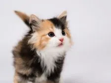 ノルウェージャンフォレストキャット【福岡県・女の子・2018年4月24日・ブラウンバッチドタビー&ホワイト】の写真2「ちょっと斜め角度のです。しっぽが分かる写真です。」