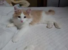 ノルウェージャンフォレストキャット【福岡県・男の子・2020年3月19日・クリームクラシックタビー&ホワイト】の写真2「6月25日に撮りました。くつろいでいます☆」