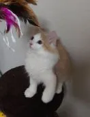 ノルウェージャンフォレストキャット【福岡県・男の子・2020年3月19日・クリームクラシックタビー&ホワイト】の写真3「6月23日撮影。賢くて構ってちゃんに育っています」