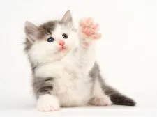 ノルウェージャンフォレストキャット【福岡県・男の子・2017年10月1日・ブルークラシックタビー&ホワイト】の写真3「11/12日撮影。ちょうだいと、手を伸ばしてます。」