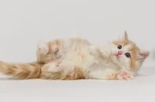 ノルウェージャンフォレストキャット【福岡県・男の子・2022年1月16日・クリームクラシックタビー&ホワイト】の写真4