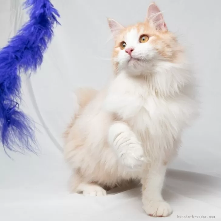 ID:2501-00461の子猫