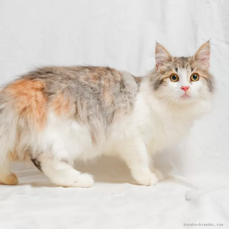 ノルウェージャンフォレストキャット【福岡県・女の子・2024年4月16日・ブルーシルバーマッカレルトービー&amp;ホワイト】の写真1